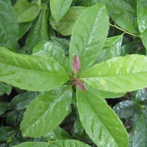 Guayusa Tea small